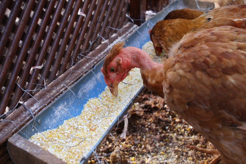 Chicken Feed Garden System — Farmer Surplus