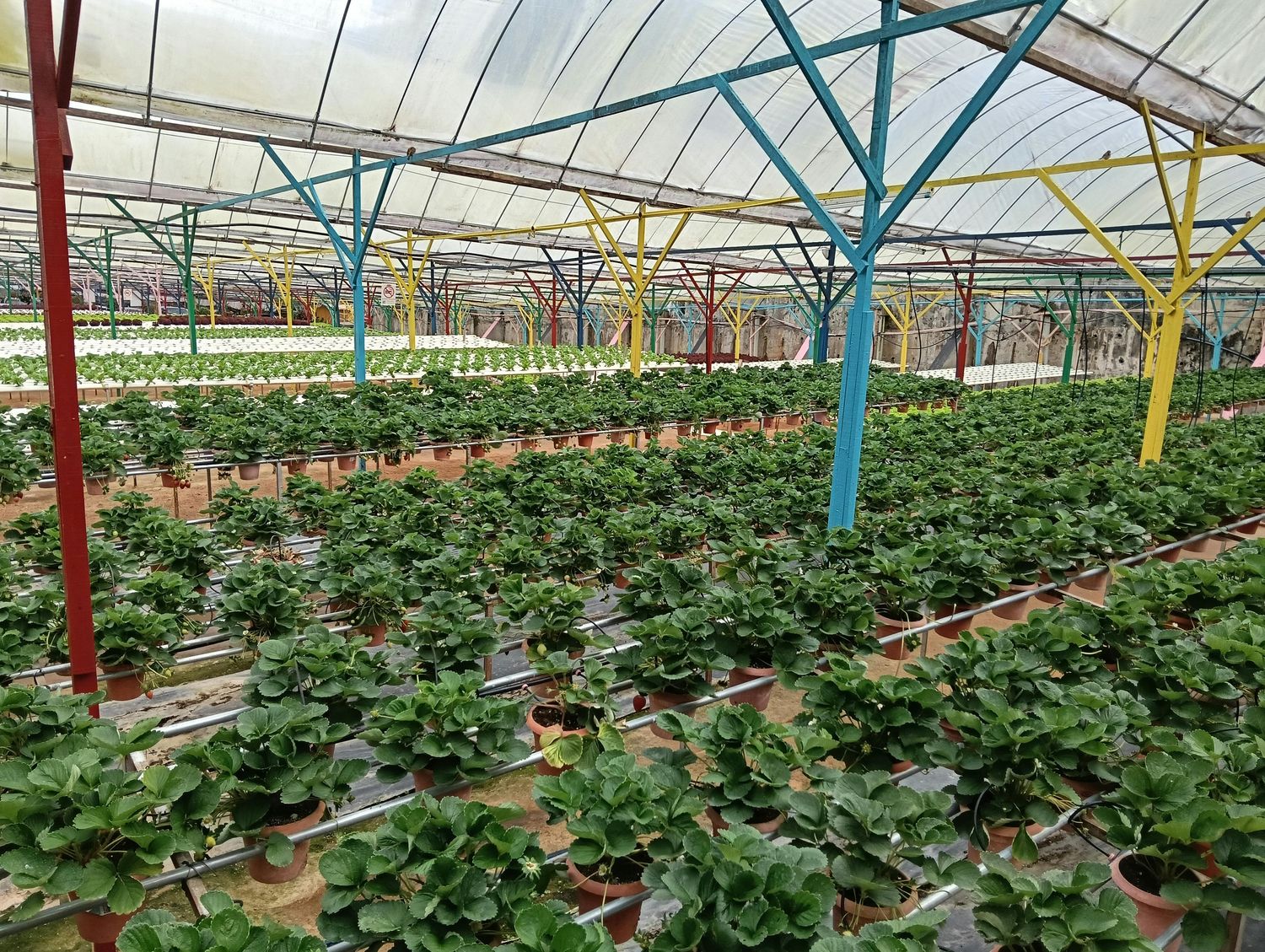 Rabbit Forage Garden System — Farmer Surplus