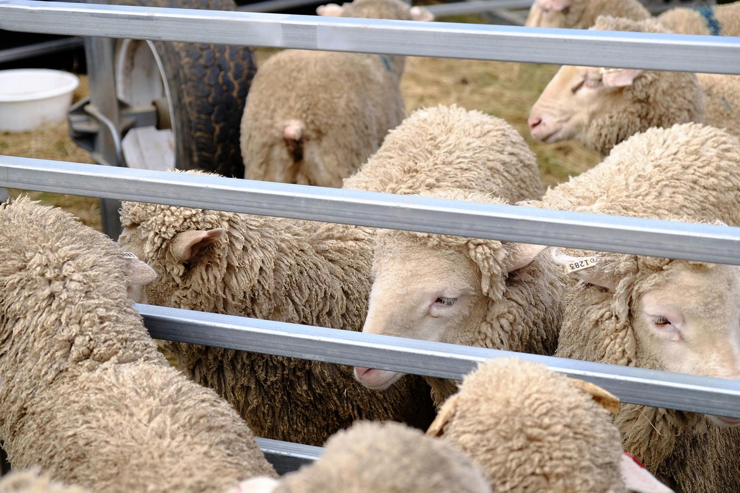 Sheep Panel — Farmer Surplus