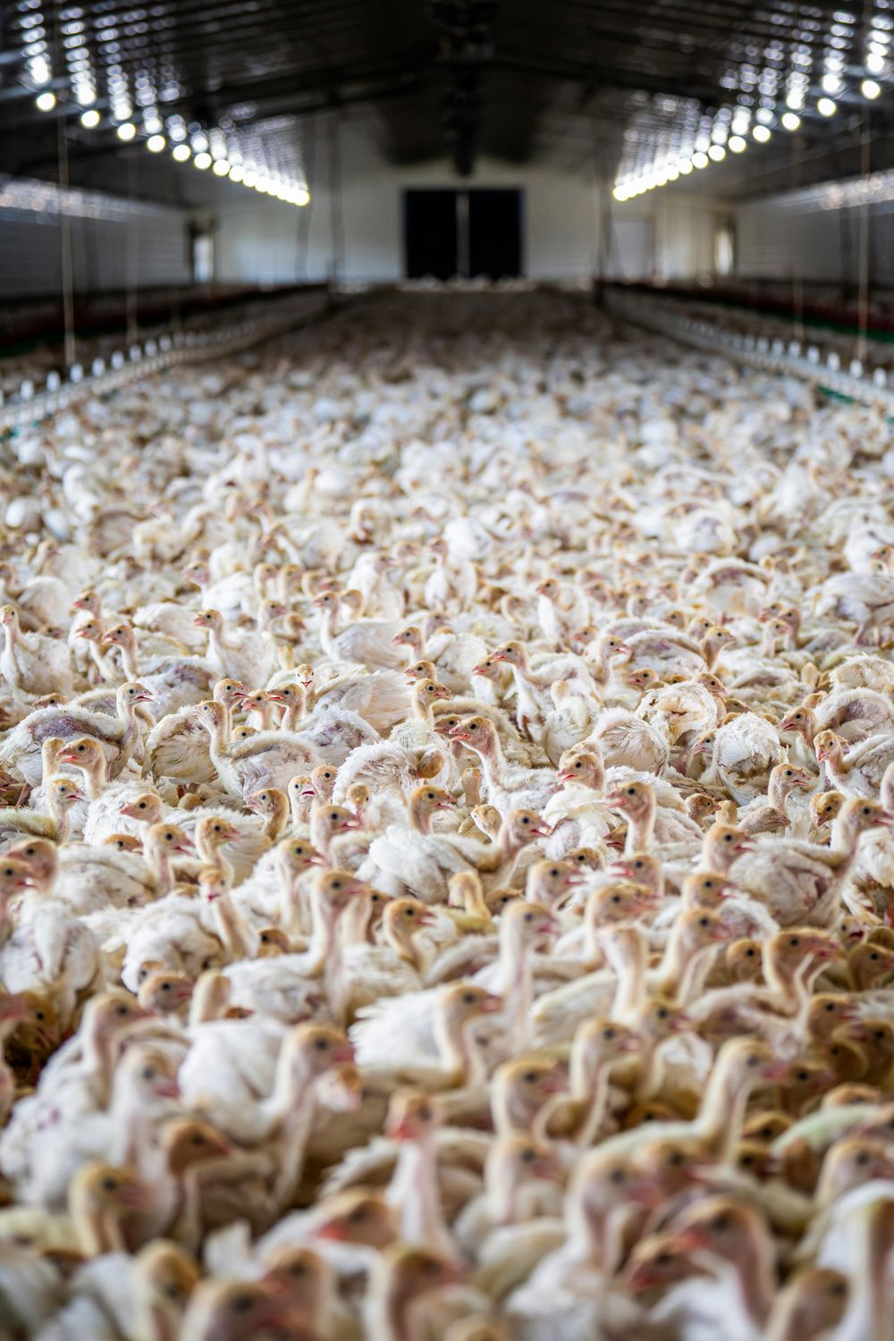 Turkey Poults — Farmer Surplus