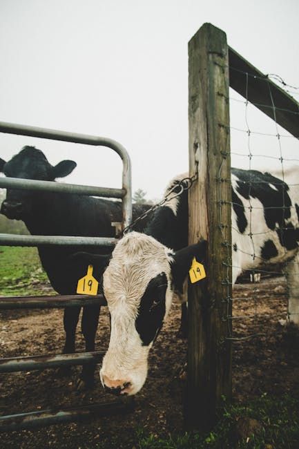 14 ft Cattle Gate — Farmer Surplus