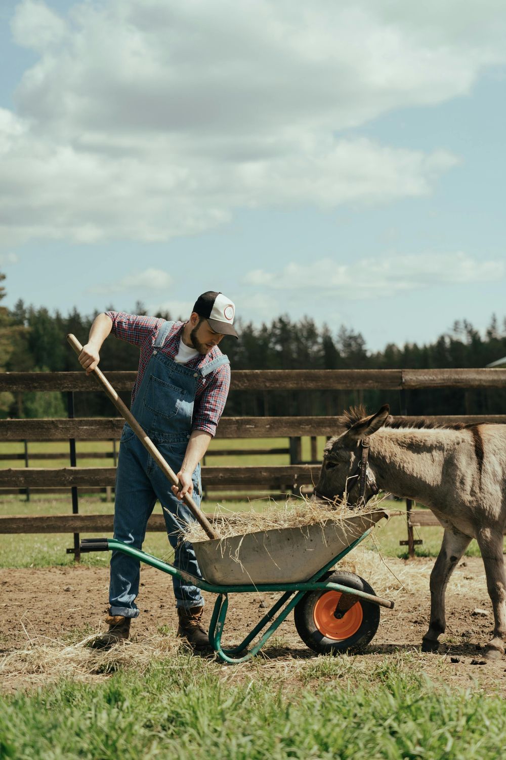 Standard Donkey — Farmer Surplus