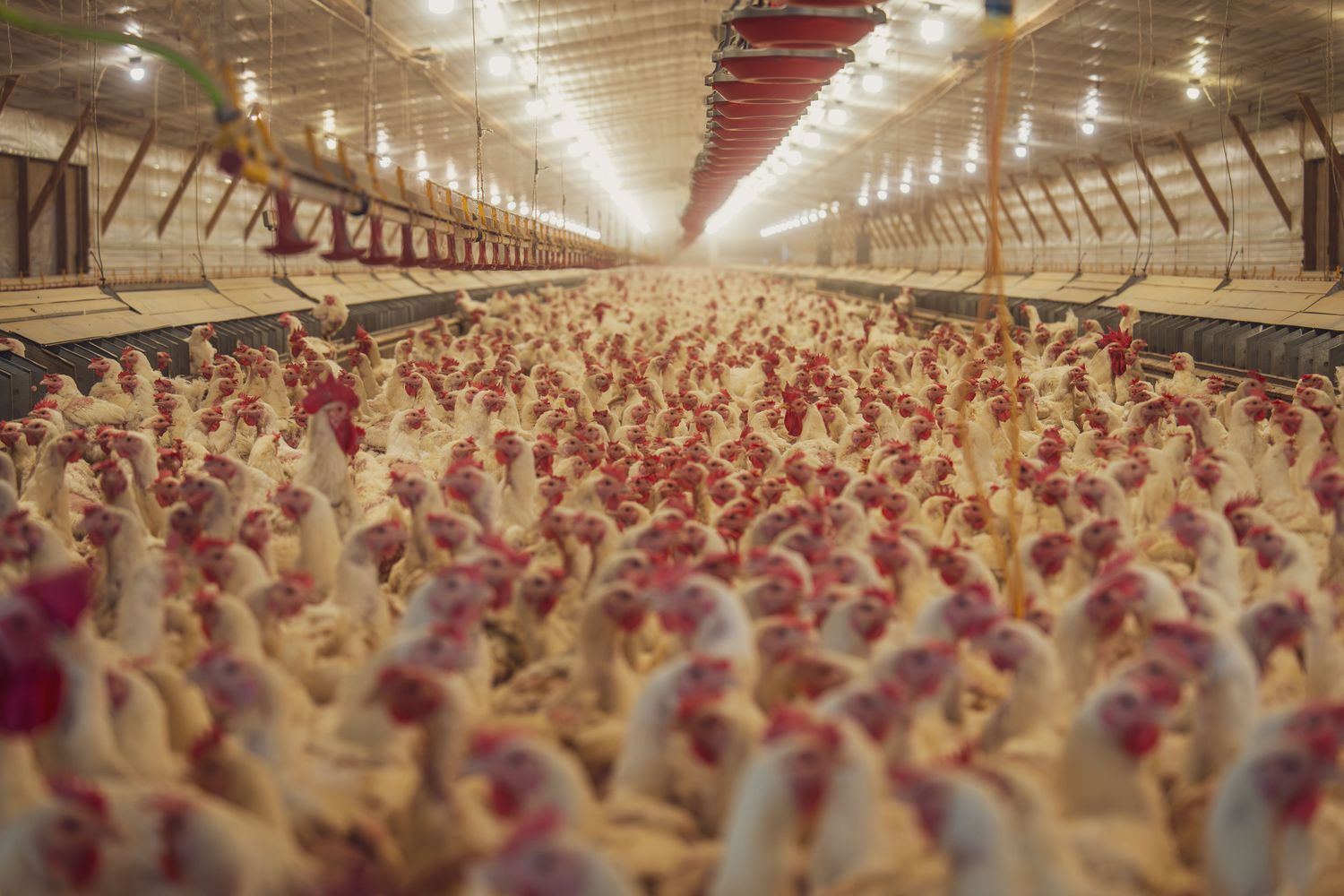 Poultry Vaccine Package — Farmer Surplus