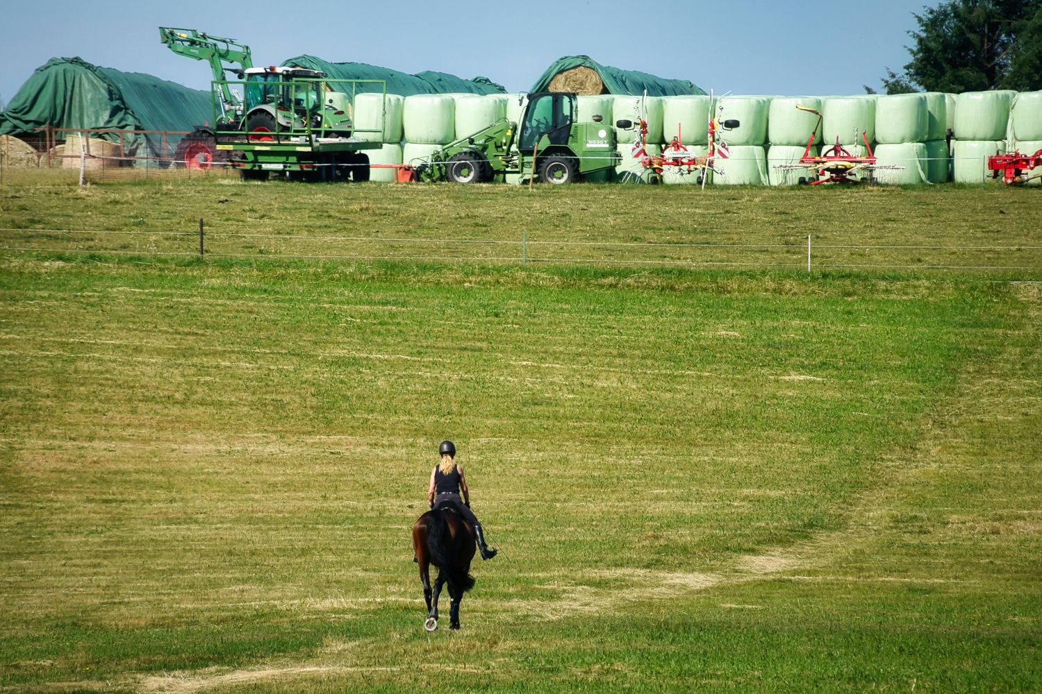 Trail Riding Horse — Farmer Surplus