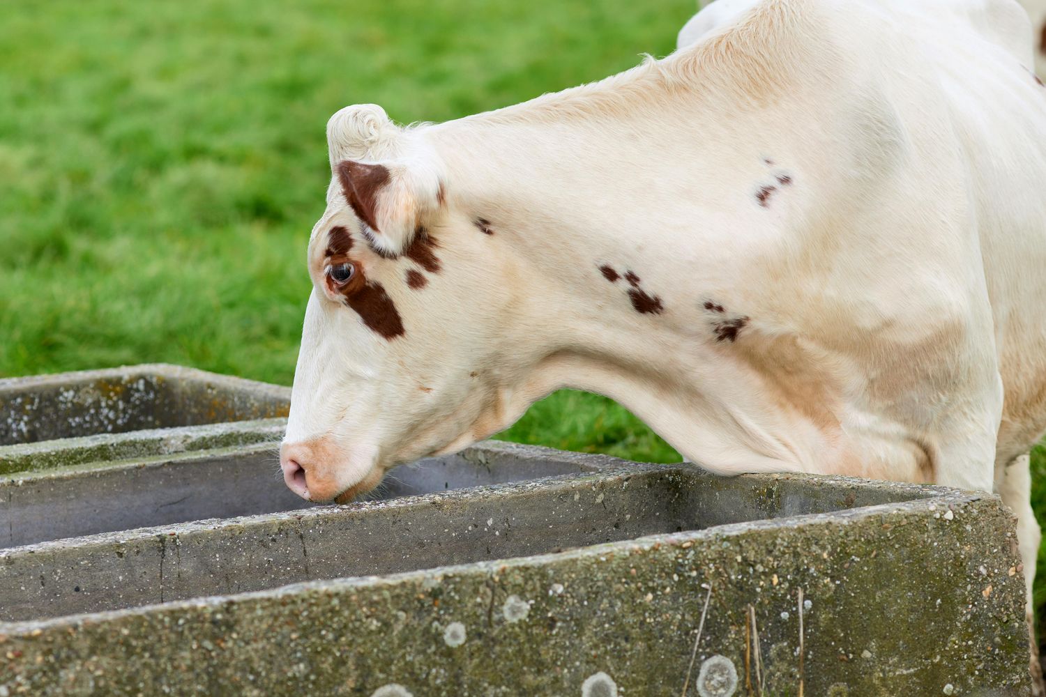 Heated Livestock Waterer — Farmer Surplus