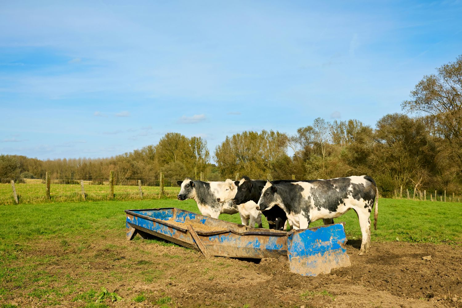 Creep Feeder — Farmer Surplus