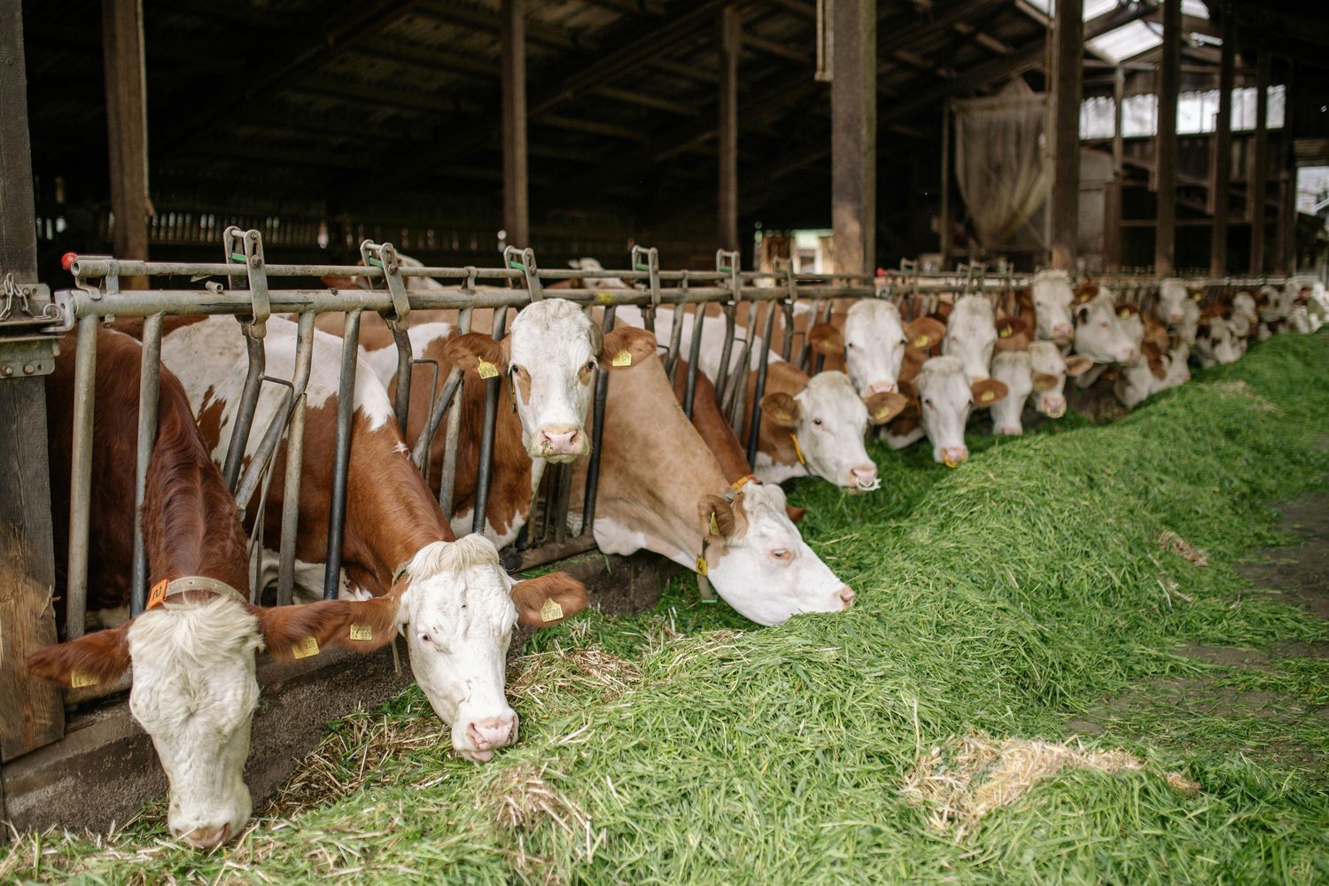 Sell My Herd Listing Service — Farmer Surplus