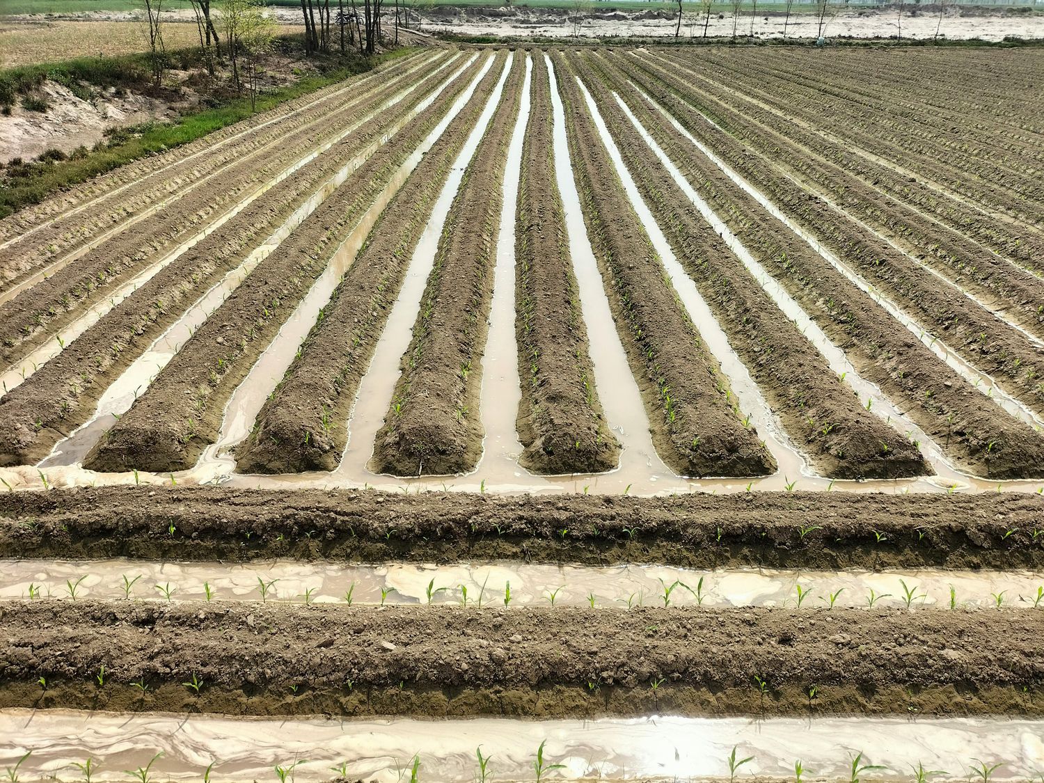 Rain Garden &amp; Drainage System — Farmer Surplus