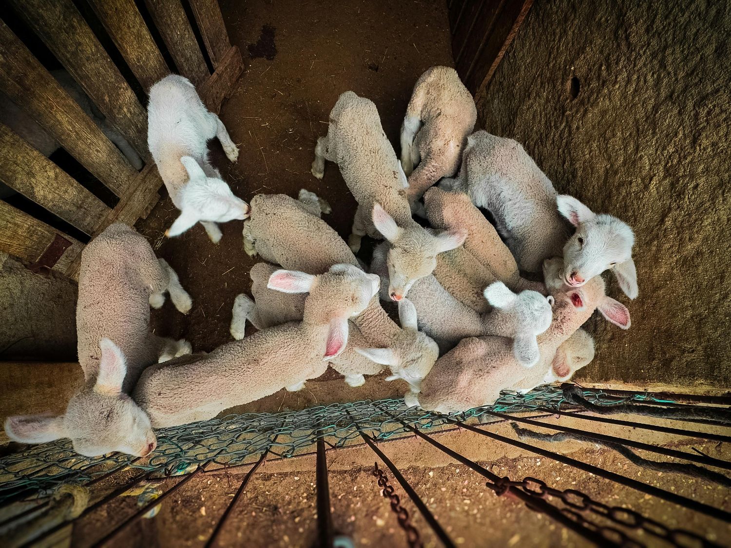 Lambing Pen — Farmer Surplus
