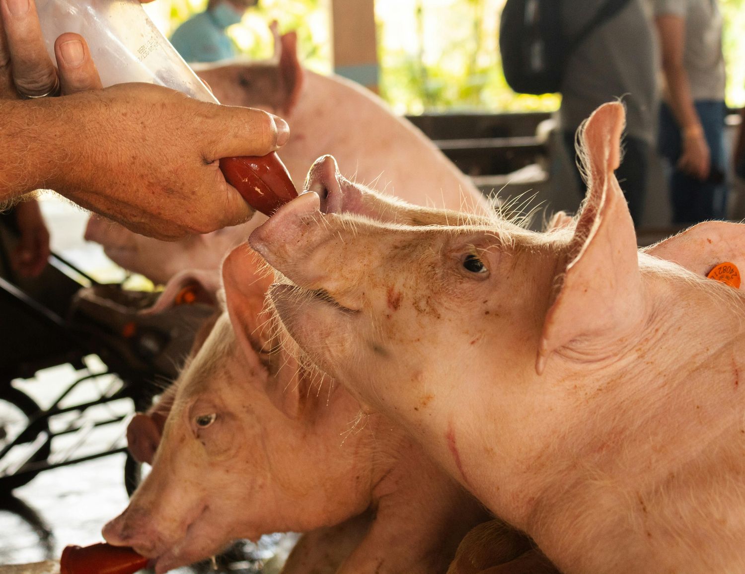 Swine Vaccine Package — Farmer Surplus