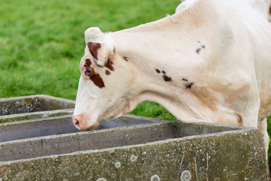 Automatic Livestock Waterer — Farmer Surplus