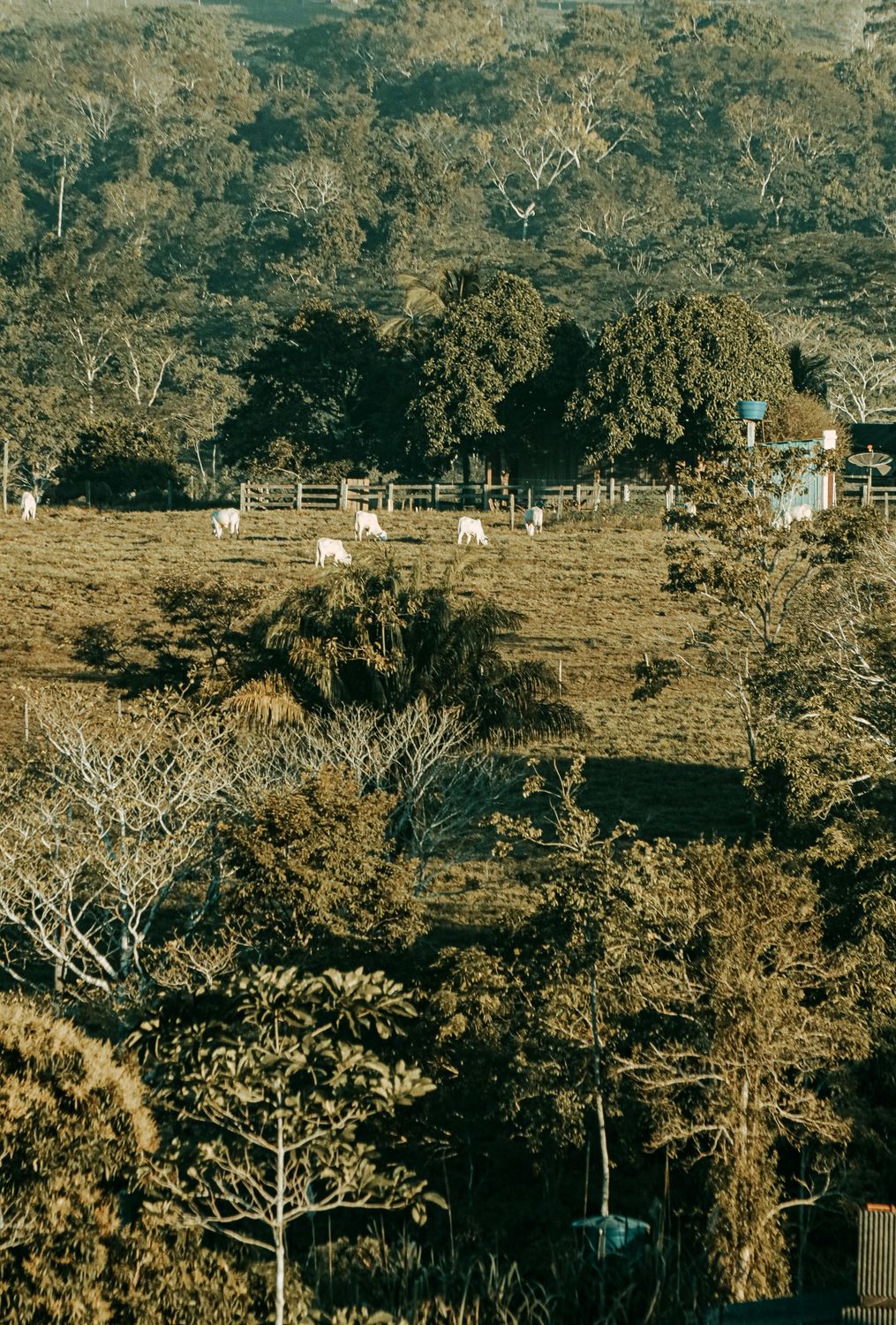 Twenty Acre Cattle Silvopasture System — Farmer Surplus