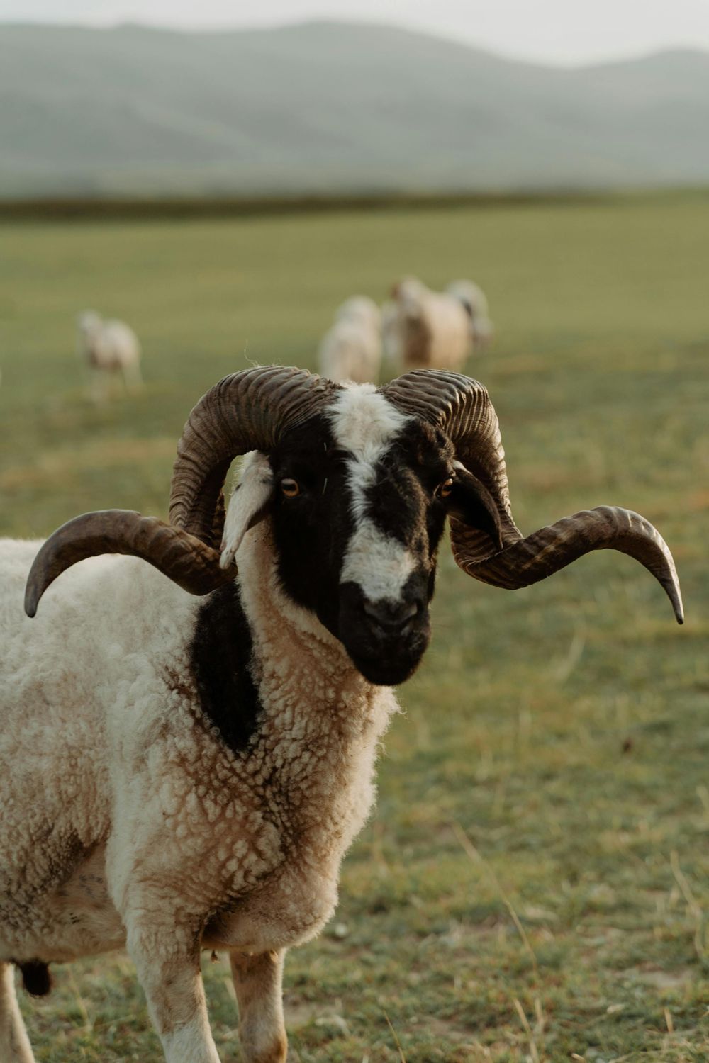Ram — Farmer Surplus