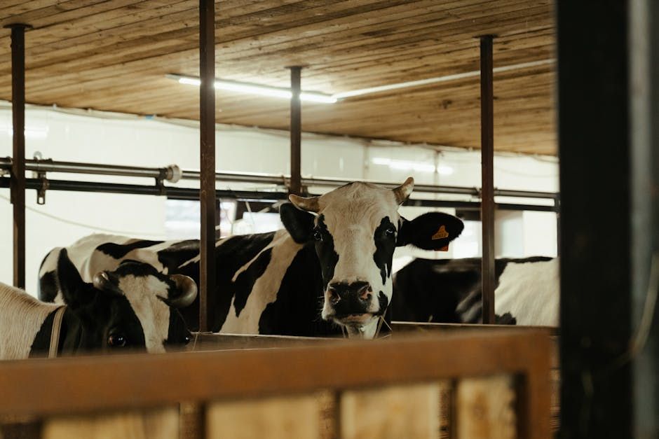 5,000 lb Livestock Scale — Farmer Surplus