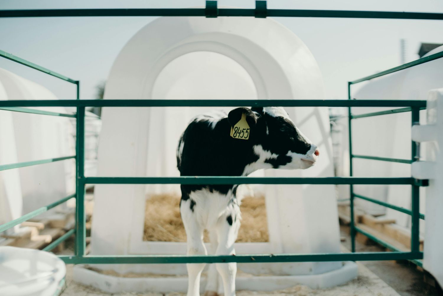 Palpation Cage — Farmer Surplus