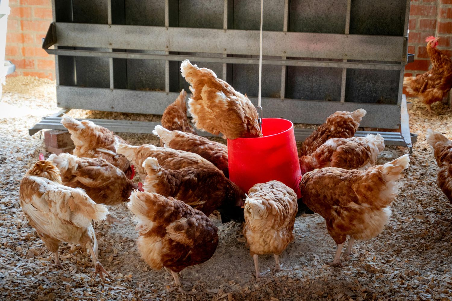 Poultry Worming Package — Farmer Surplus