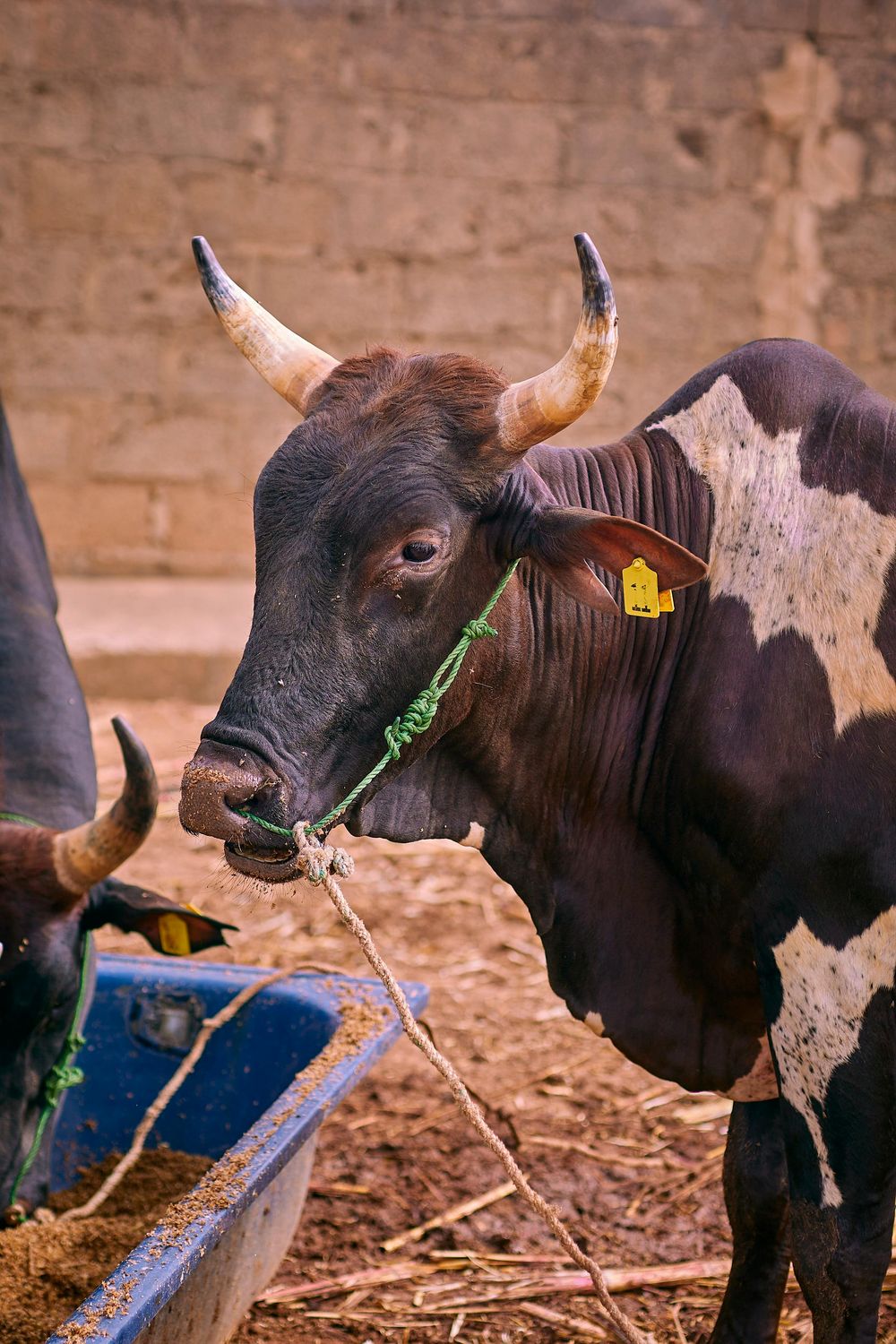 Registered Bull — Farmer Surplus