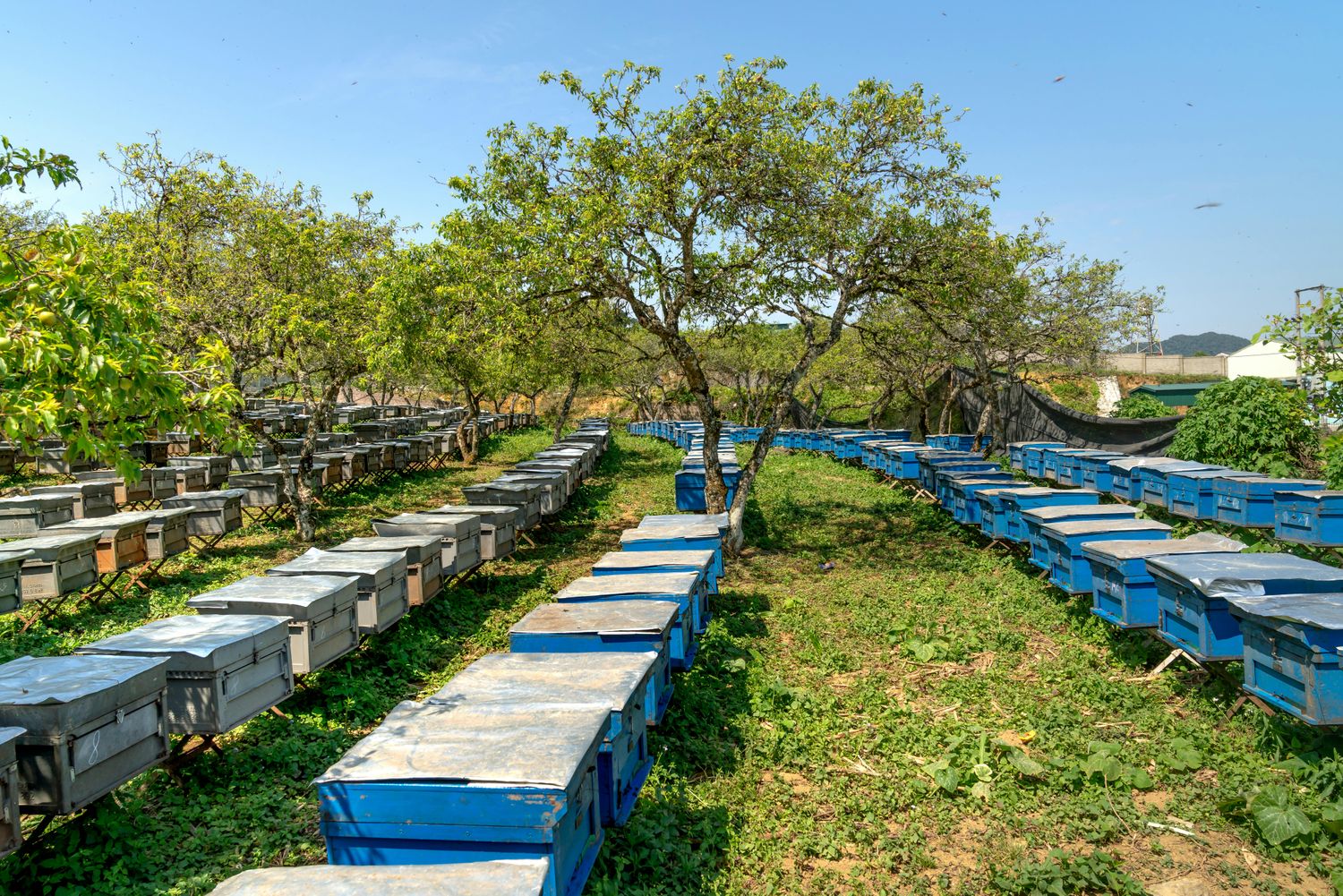 Five Acre Regenerative Orchard System — Farmer Surplus