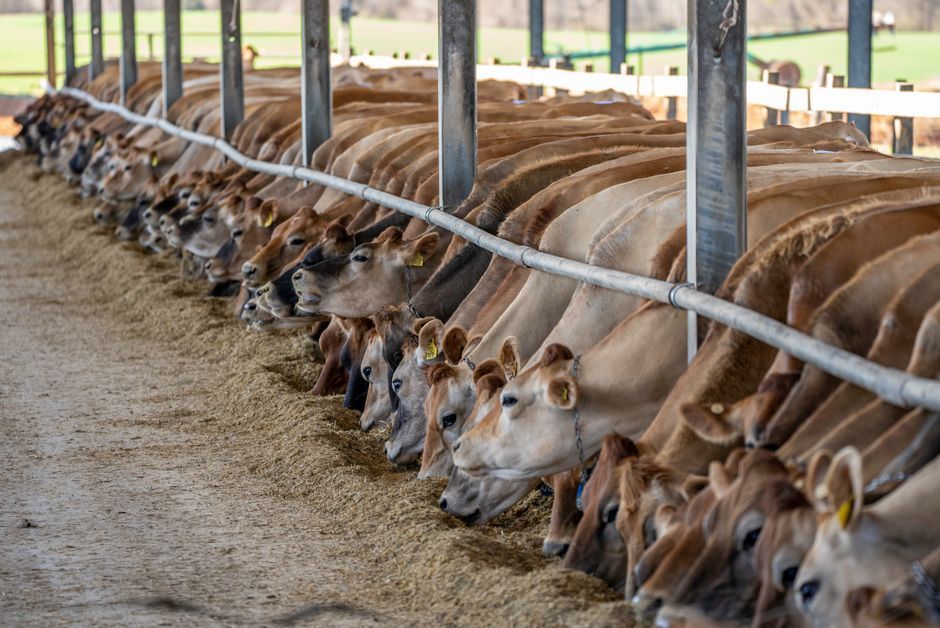Commercial Beef Operation Package — Farmer Surplus