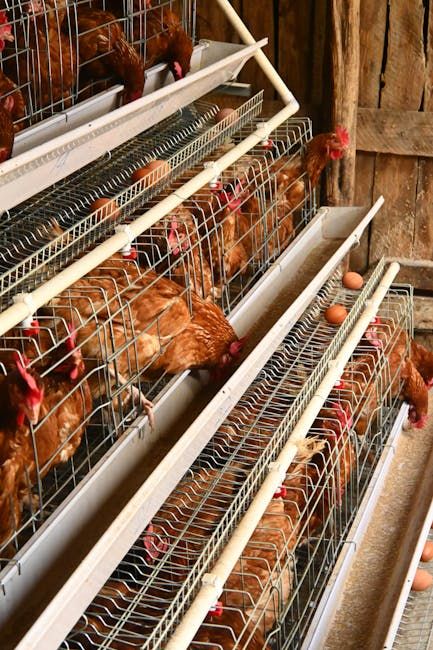 Commercial Layer Farm Package — Farmer Surplus