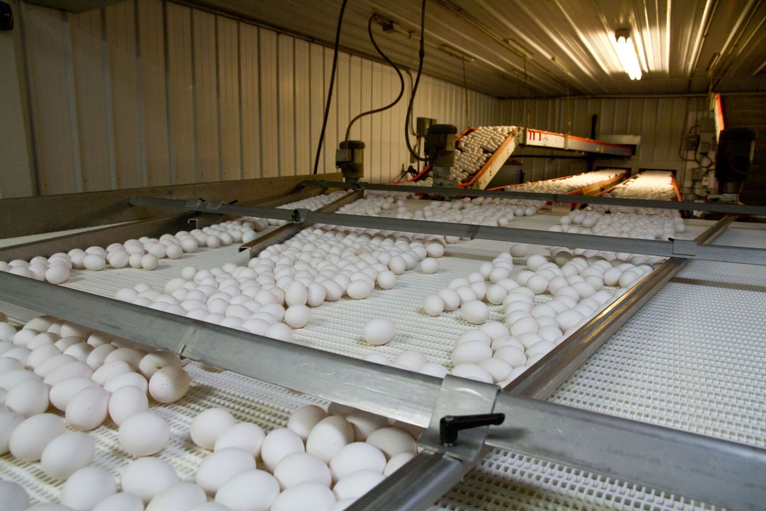 Poultry Healthcare Package — Farmer Surplus