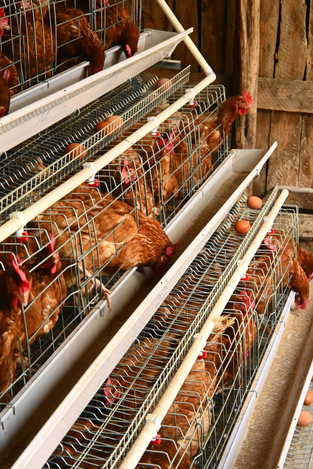 Scale Cage — Farmer Surplus