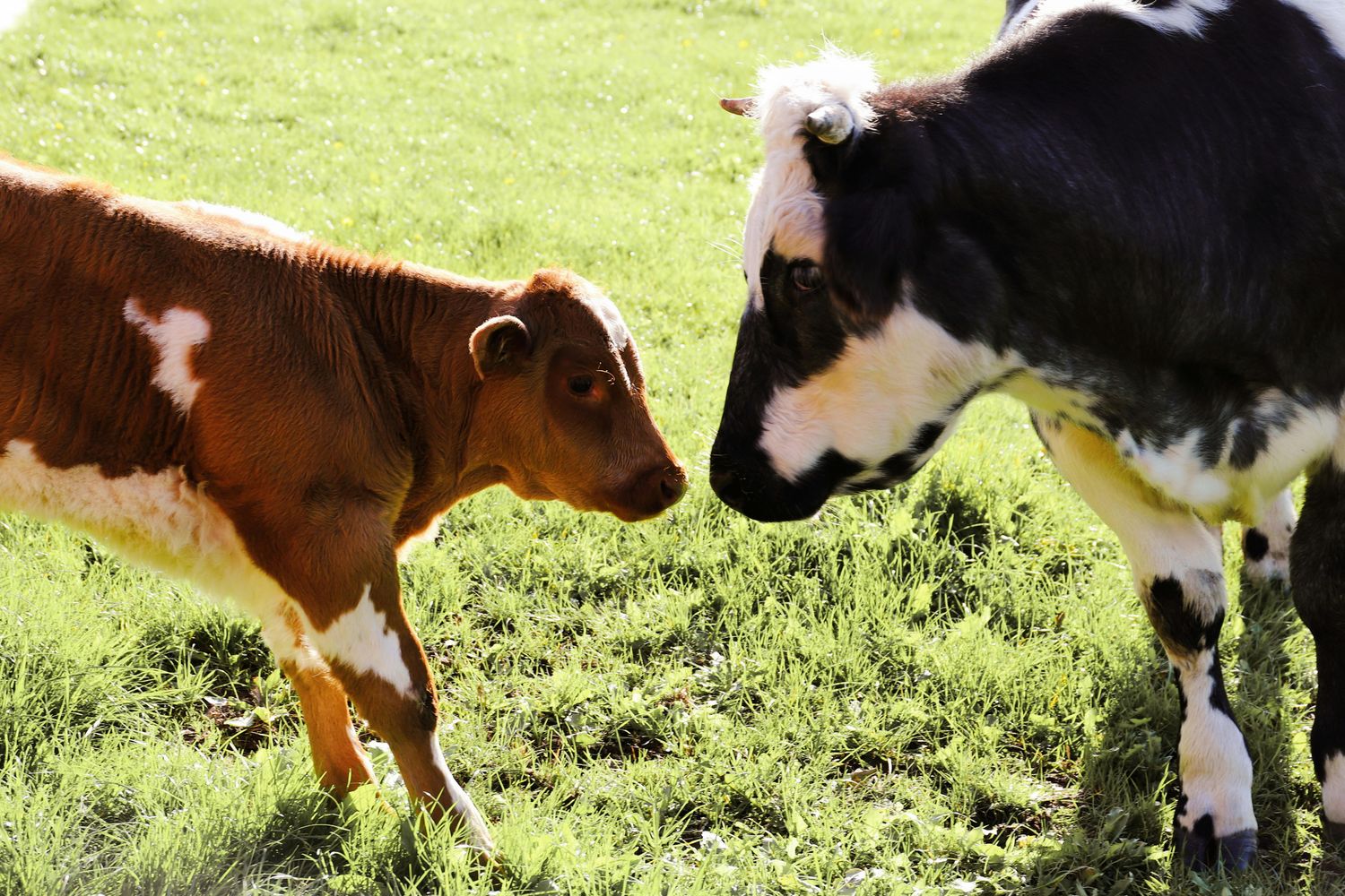 Cow-Calf Pair — Farmer Surplus
