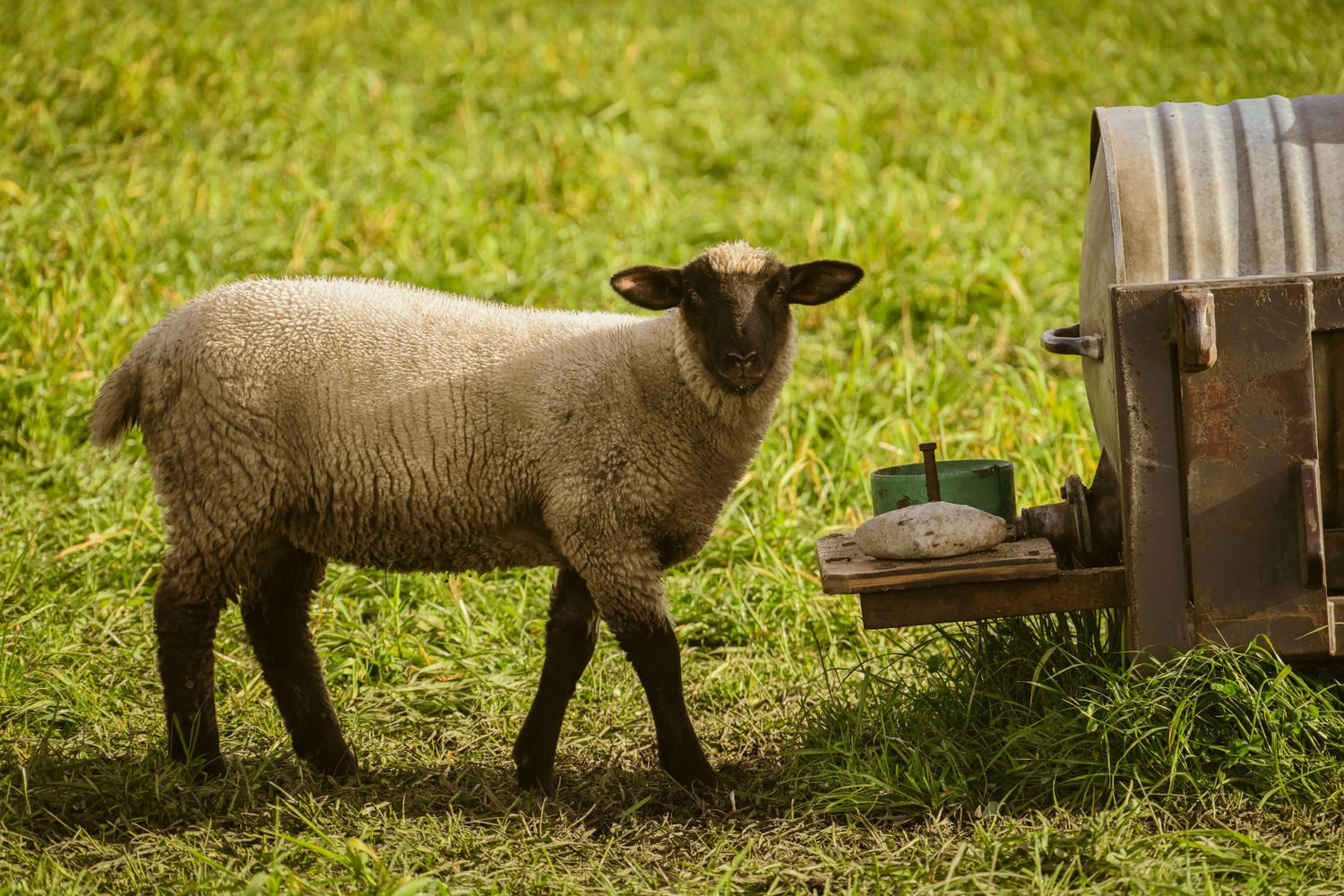 Lamb — Farmer Surplus