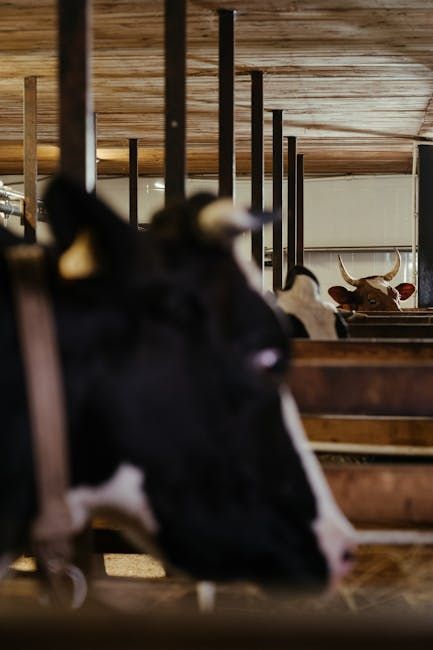 Beef Cow — Farmer Surplus