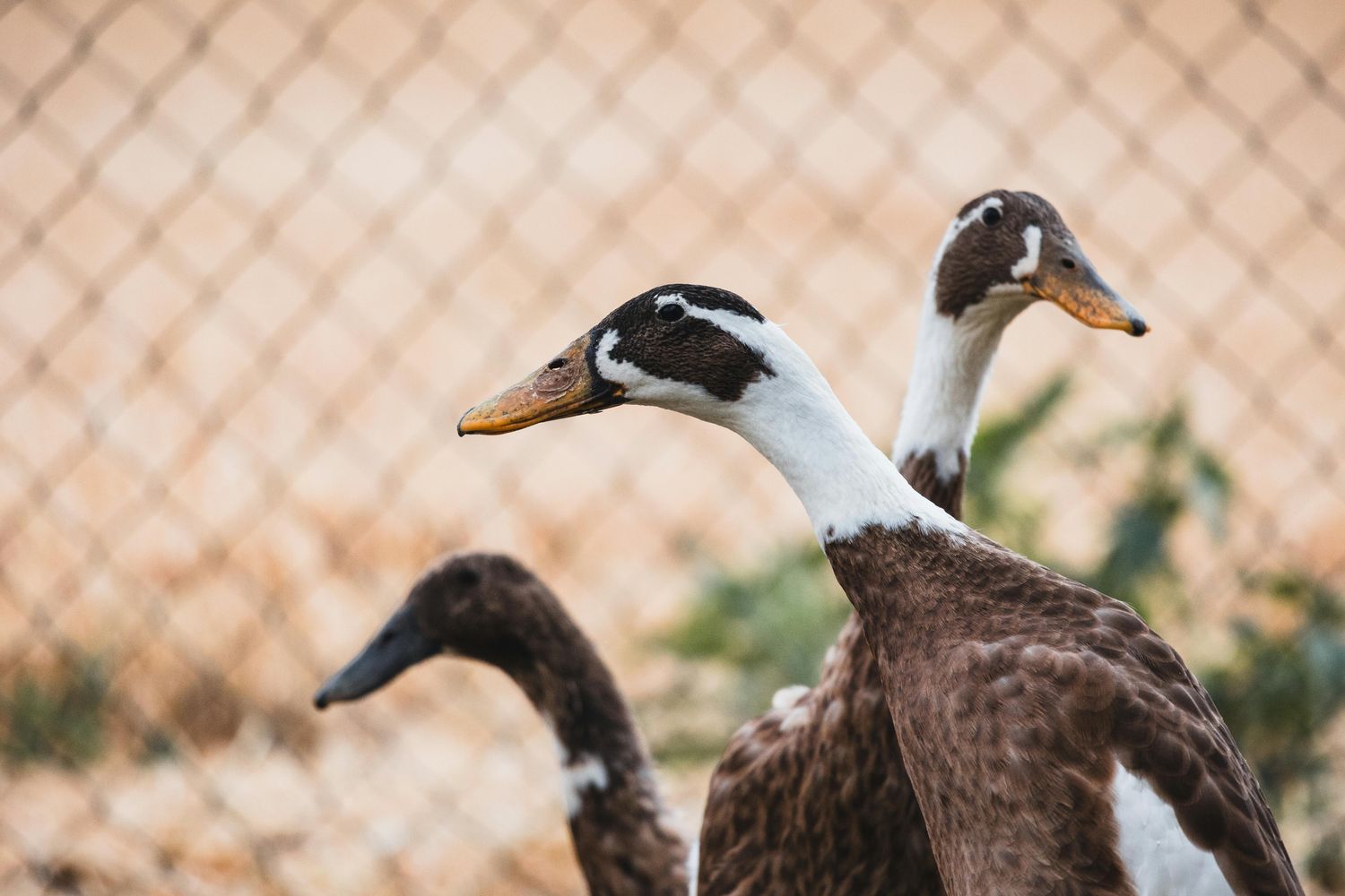 Duck Breeding Trio — Farmer Surplus