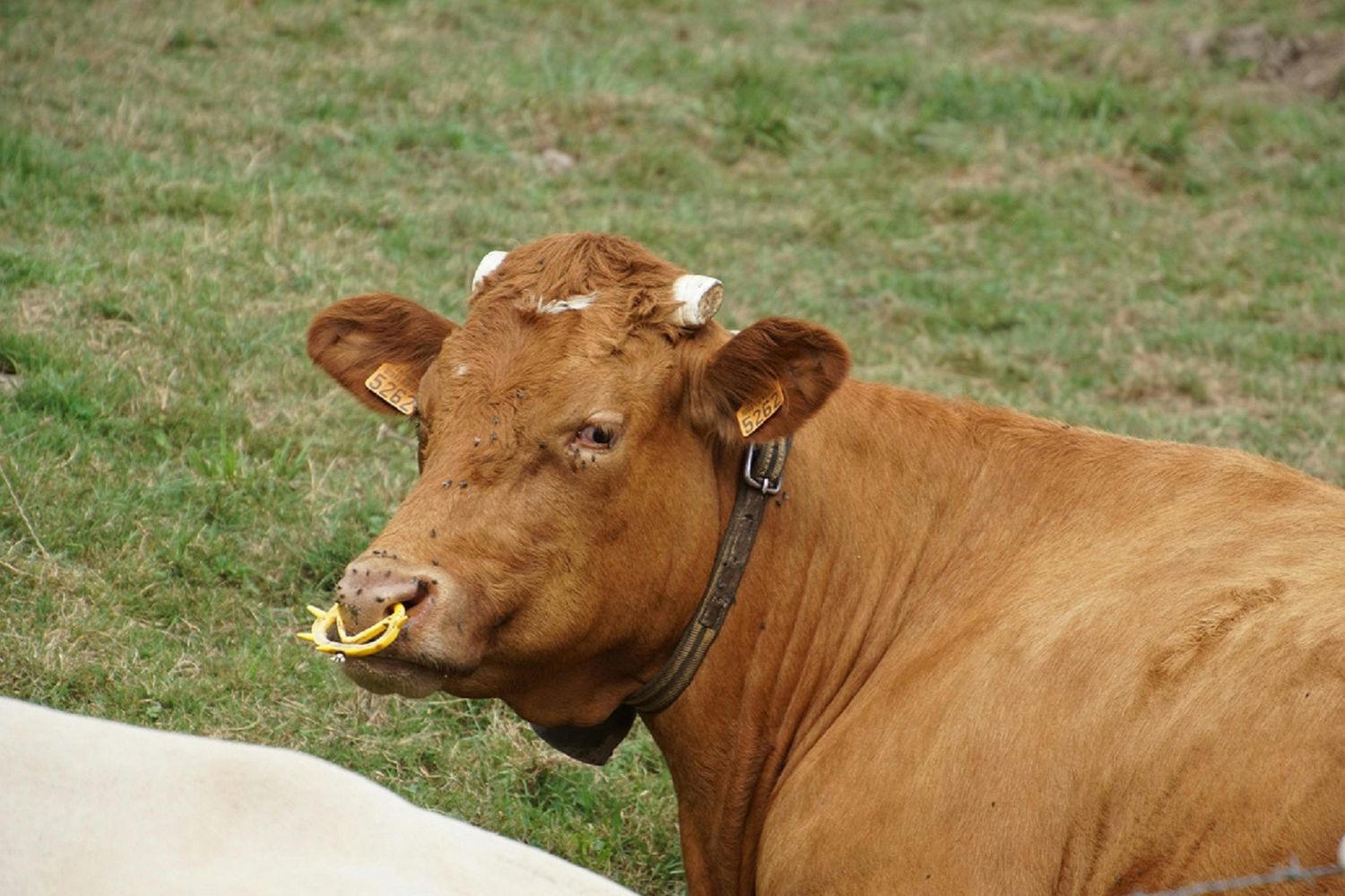 Nose Lead — Farmer Surplus