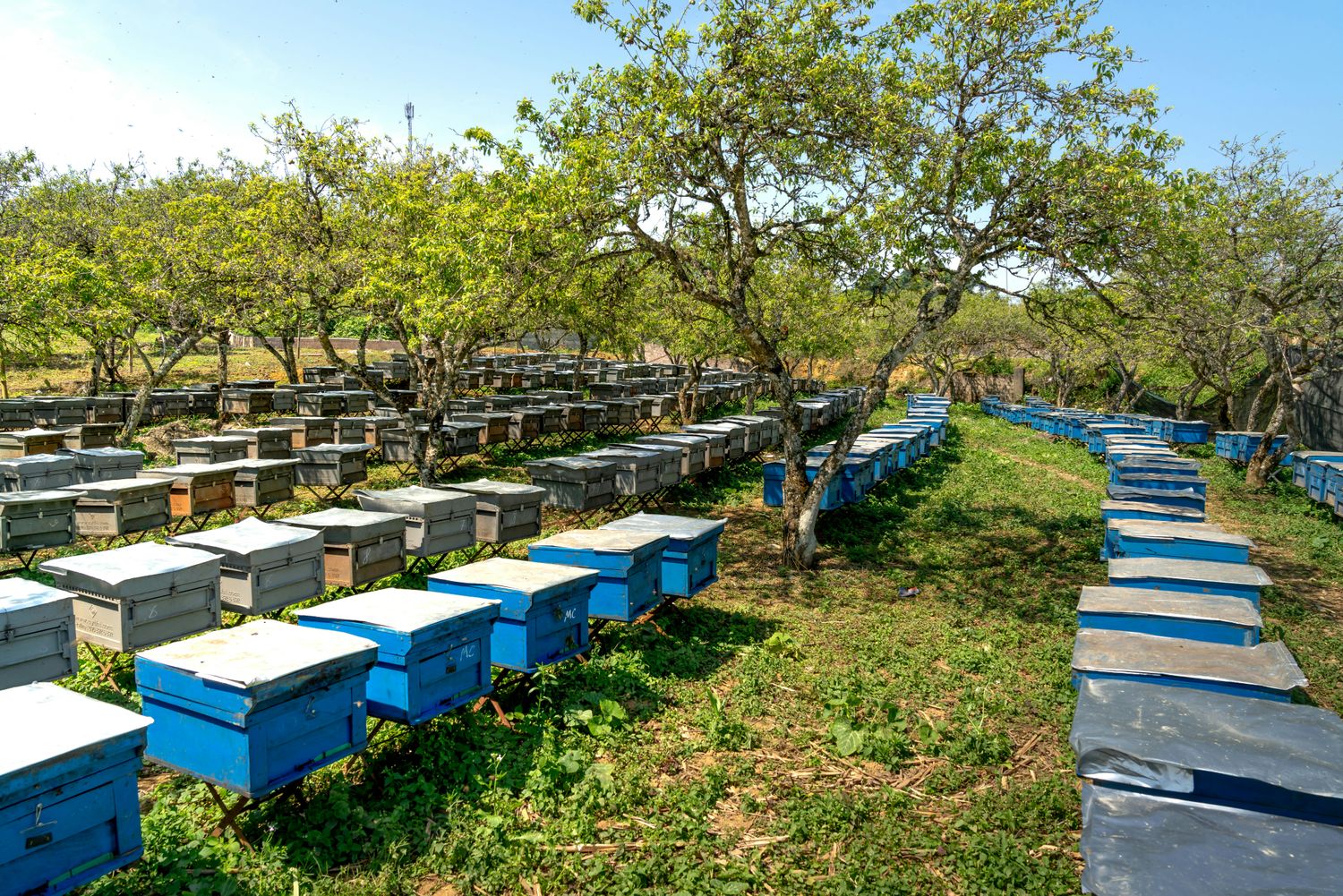 Ten Acre Agroforestry System — Farmer Surplus