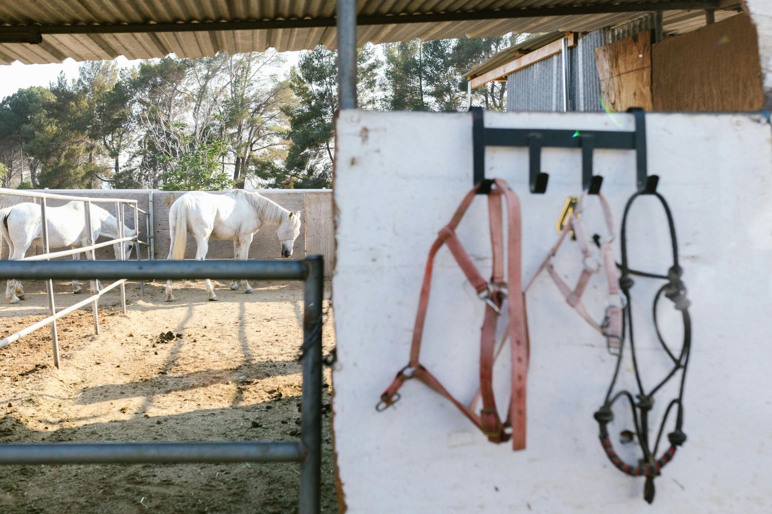 Horse Panel — Farmer Surplus