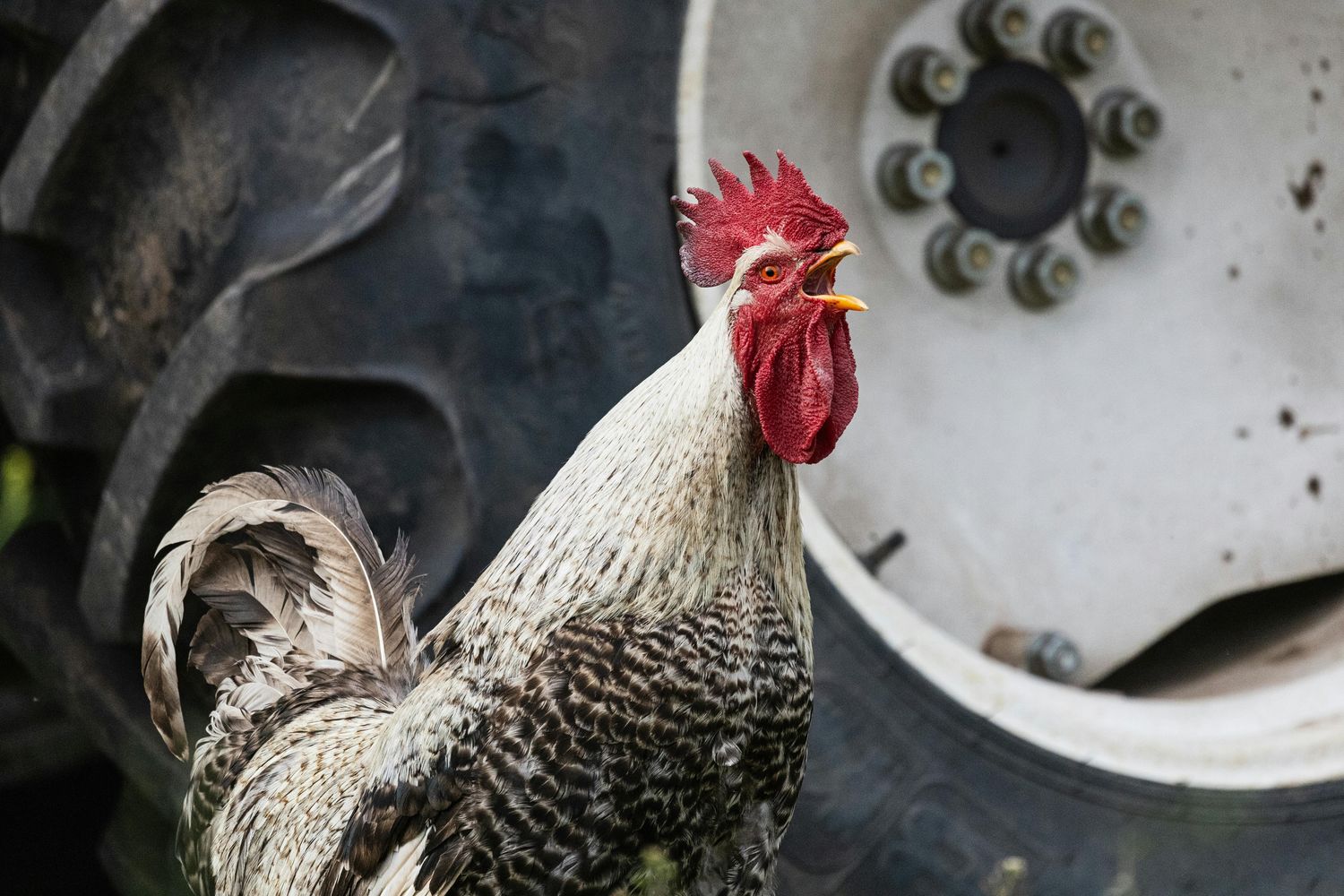 Rooster — Farmer Surplus