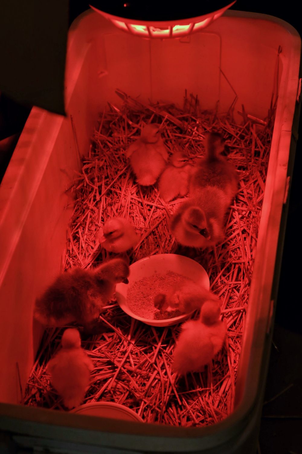 Ducklings — Farmer Surplus