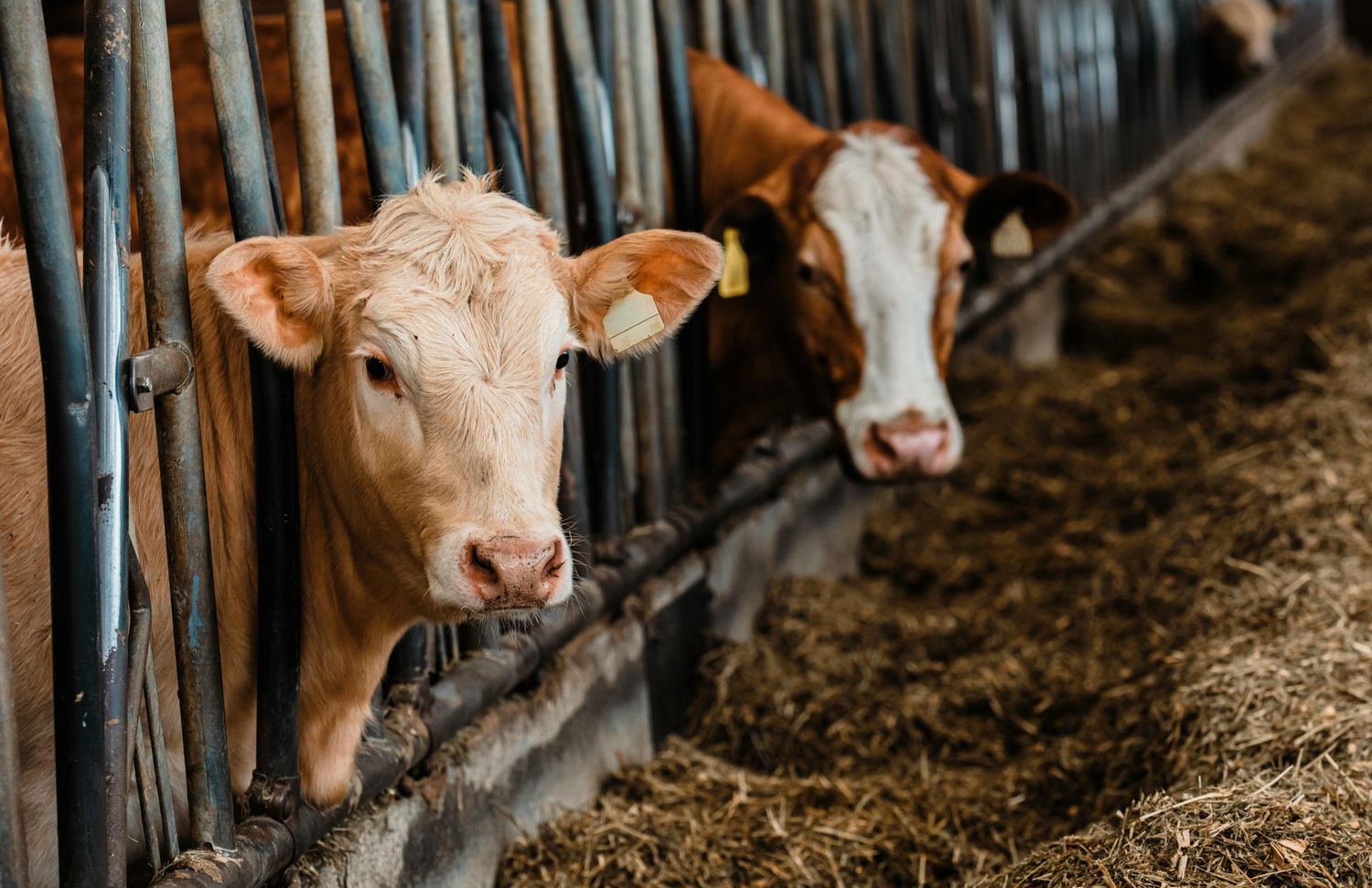Mid-Size Beef Farm Package — Farmer Surplus