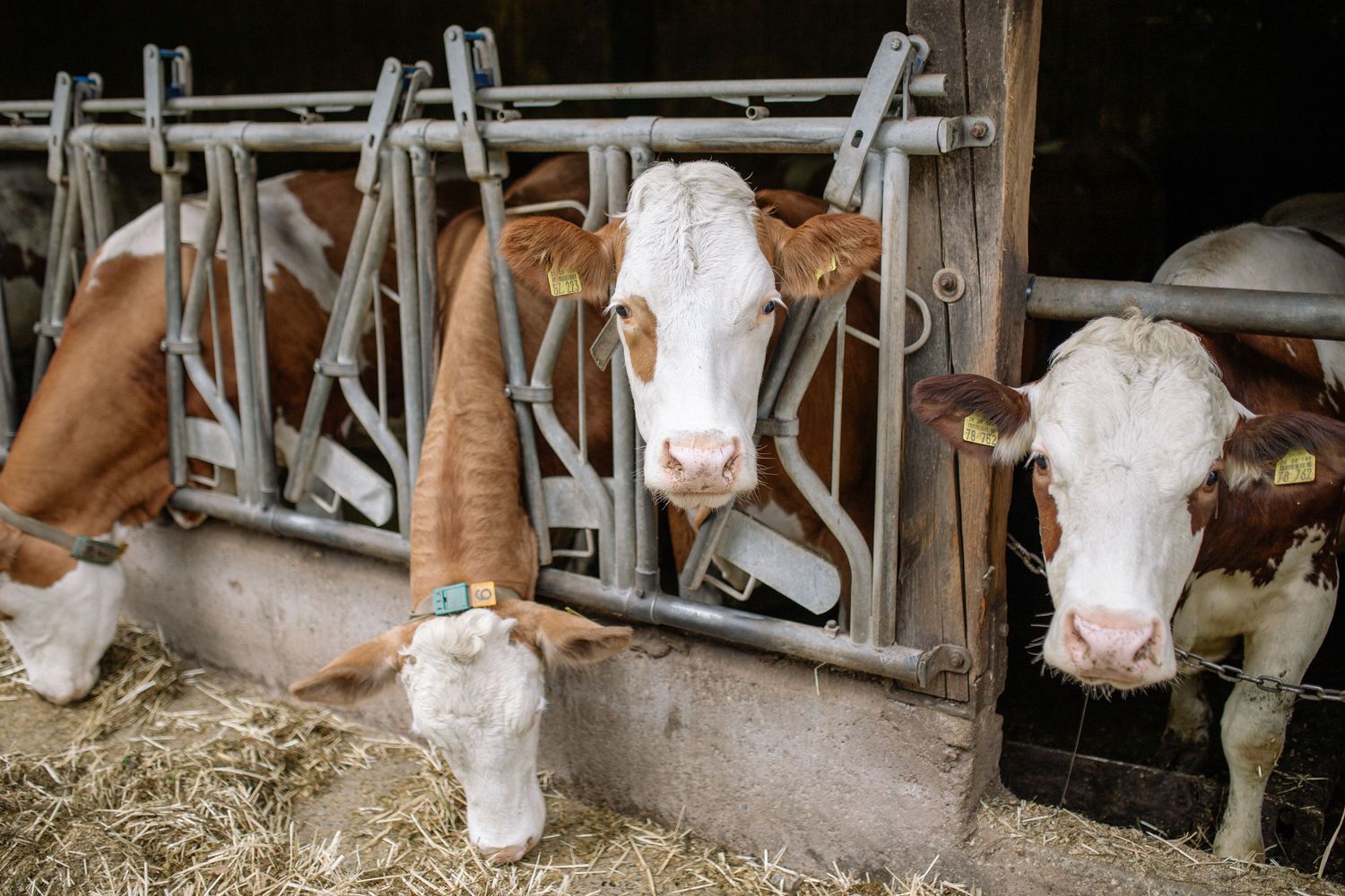 Livestock Electrolyte Package — Farmer Surplus