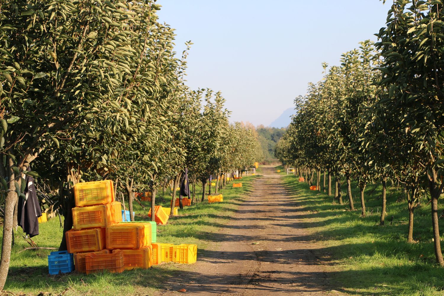 Twenty Acre Commercial Orchard System — Farmer Surplus