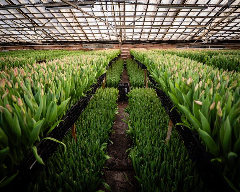 Commercial Greenhouse Production Campus — Farmer Surplus