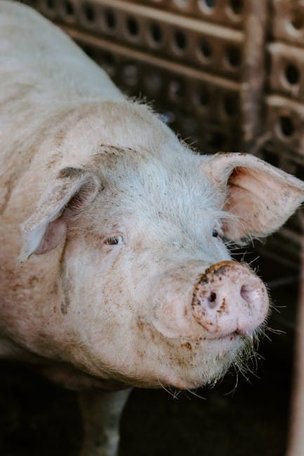 Breeding Sow — Farmer Surplus