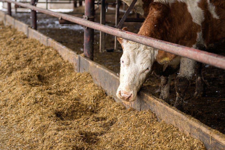 Commercial Feedlot Package — Farmer Surplus