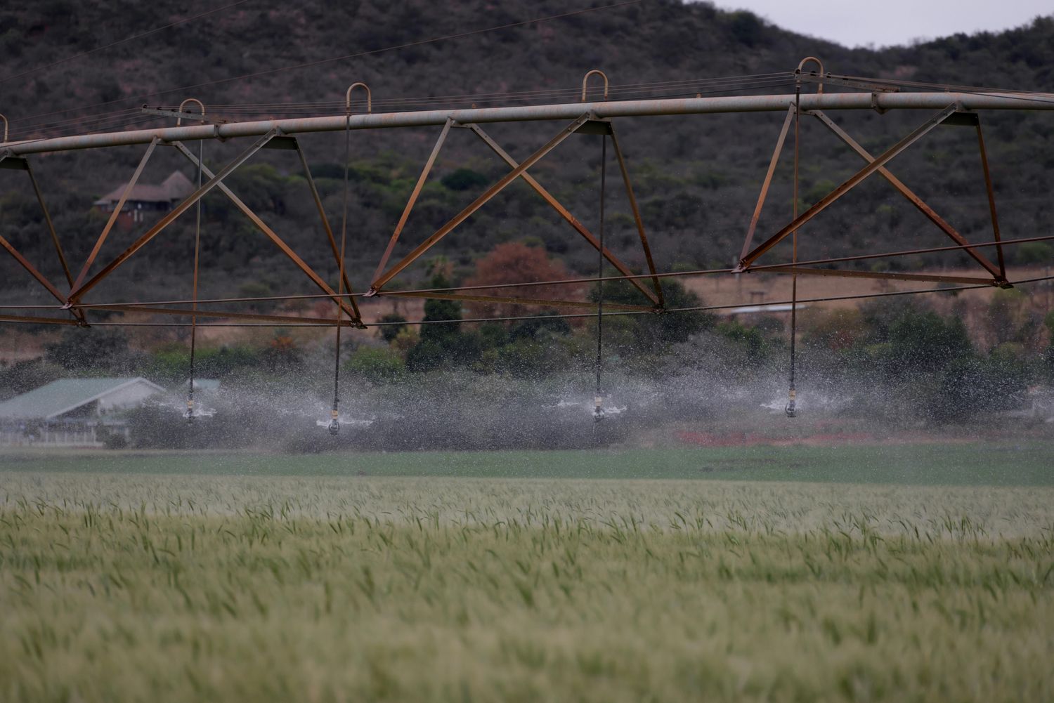 Fly Rub System — Farmer Surplus