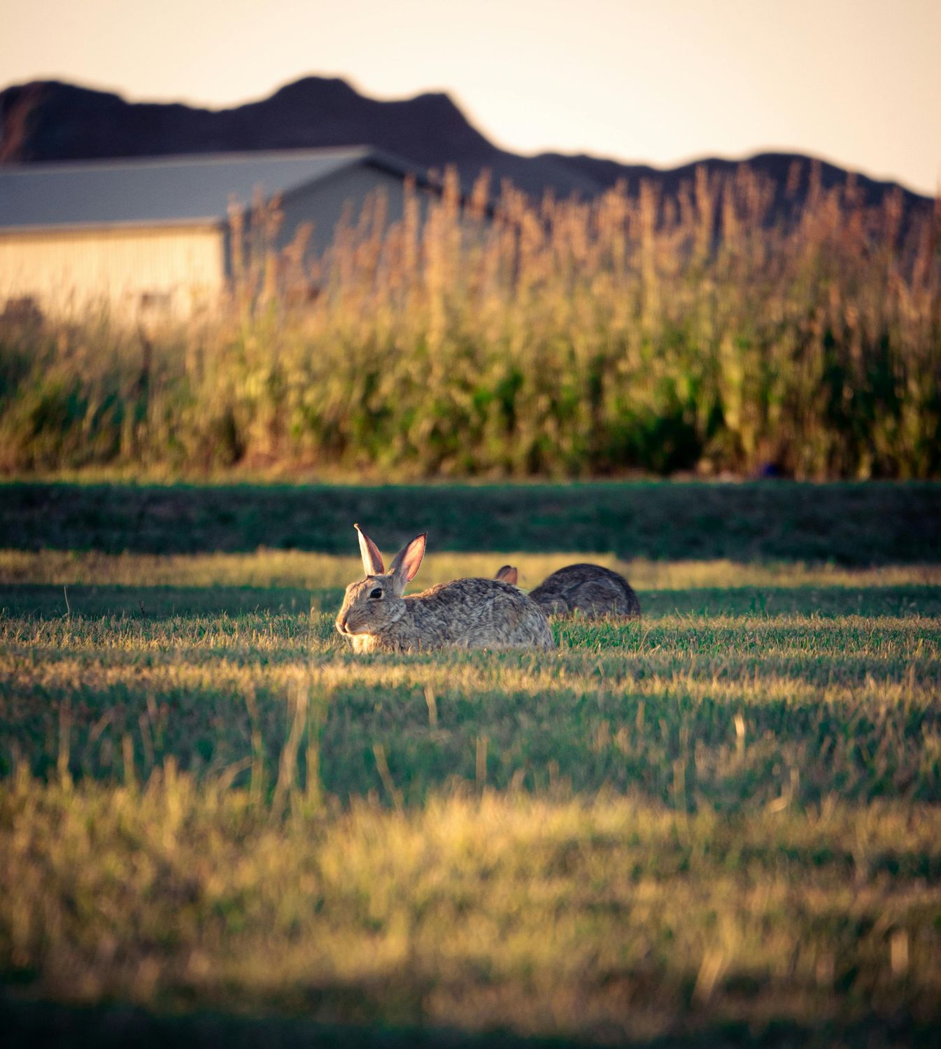 Rabbit Healthcare Package — Farmer Surplus