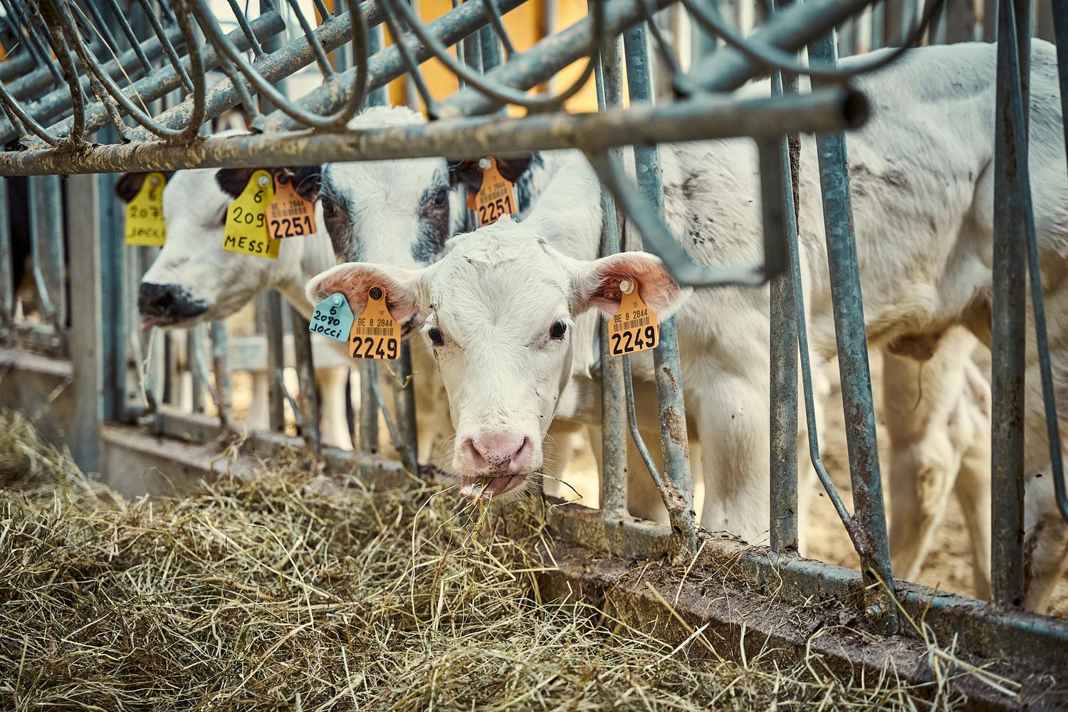 Feeder Calf — Farmer Surplus