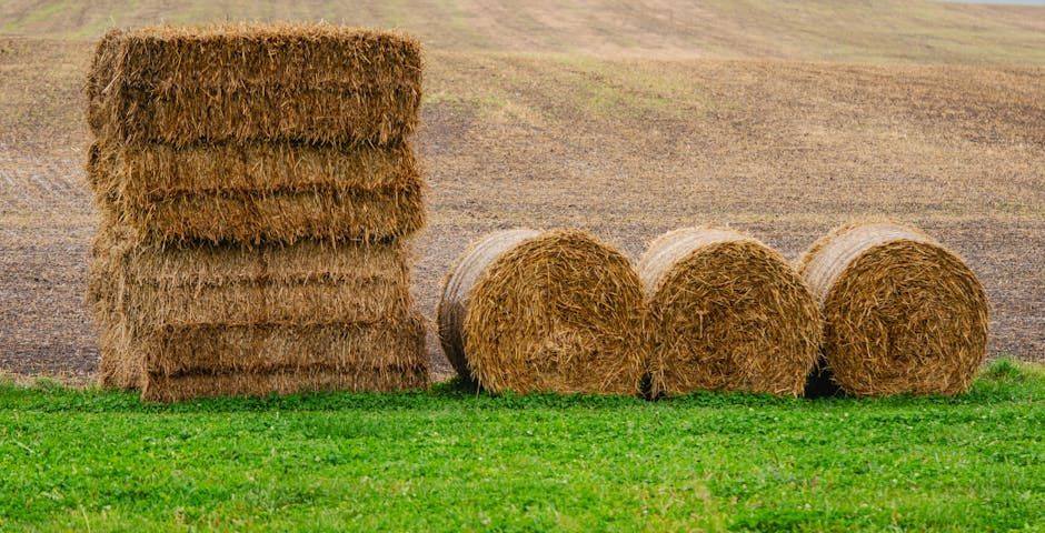 Commercial Fodder Production System — Farmer Surplus