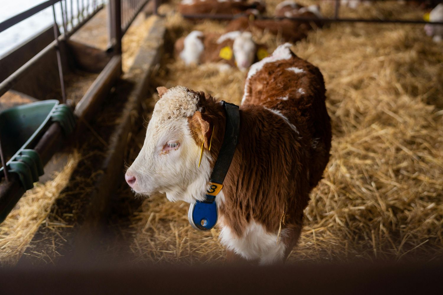 RFID Herd Tracking Package — Farmer Surplus