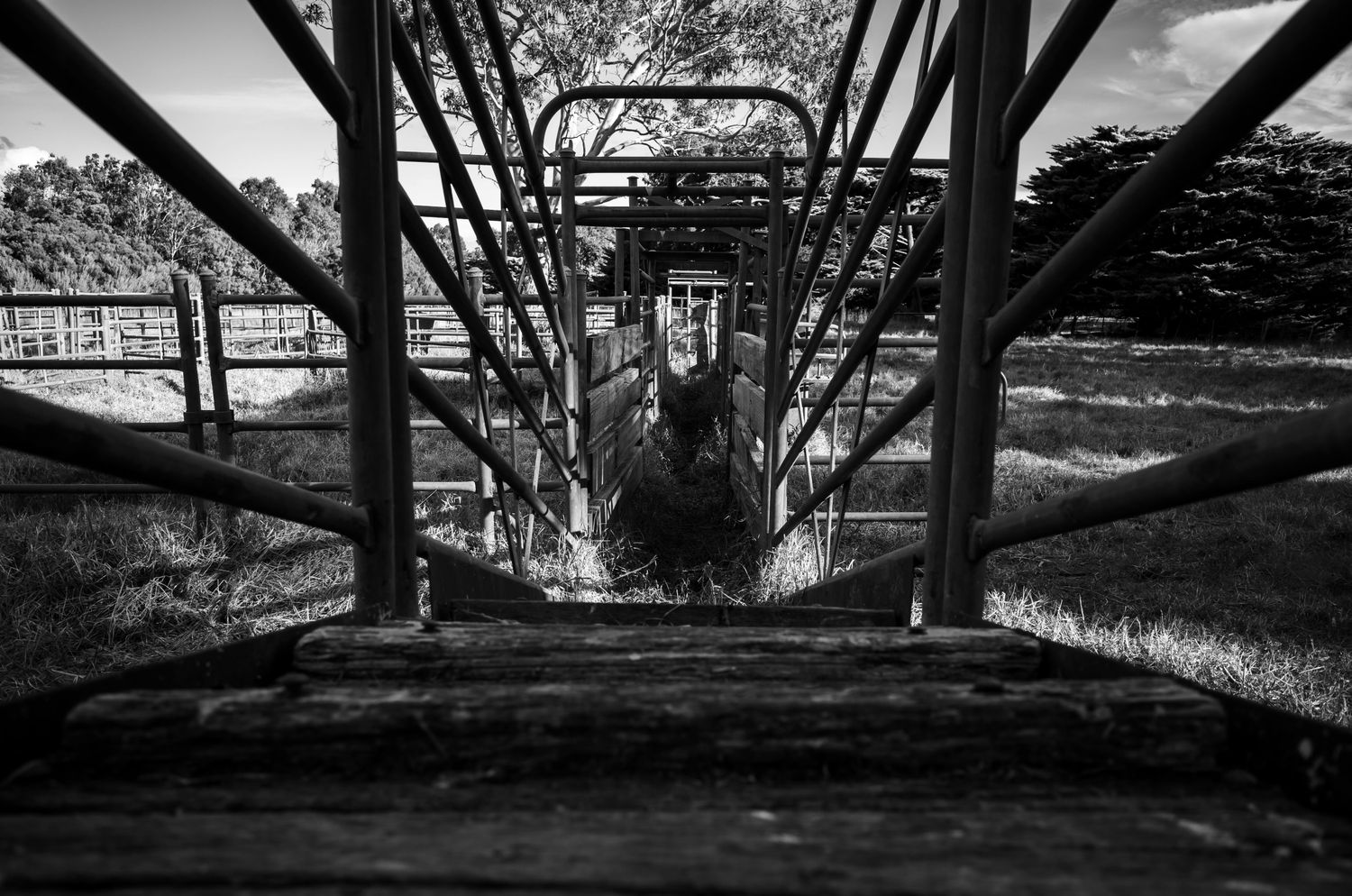 Roping Chute — Farmer Surplus
