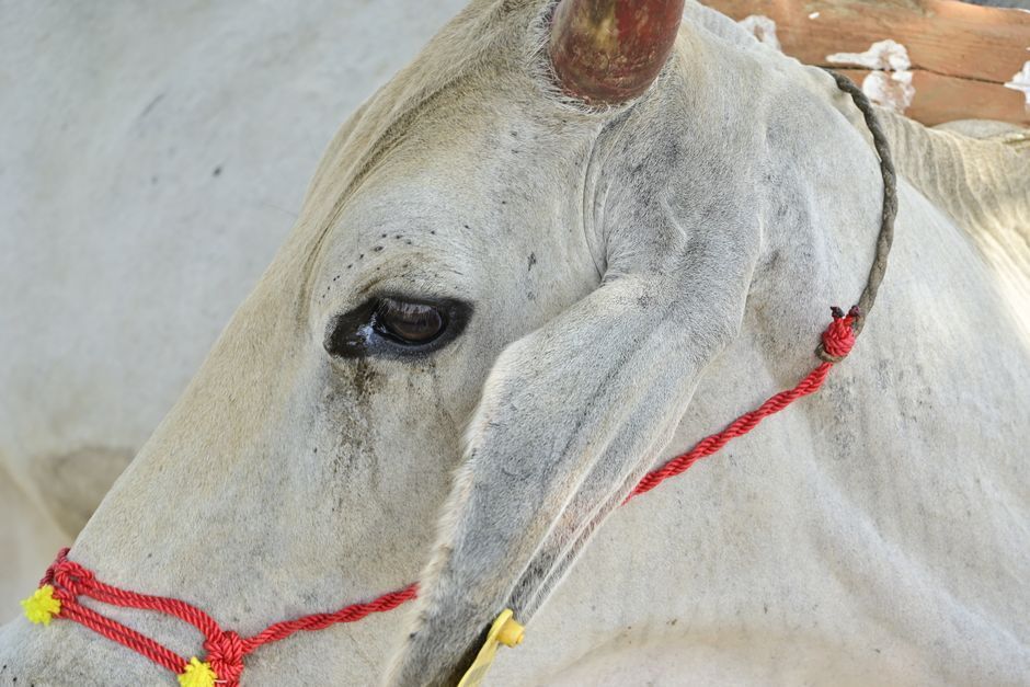 Cattle Halter Rope — Farmer Surplus