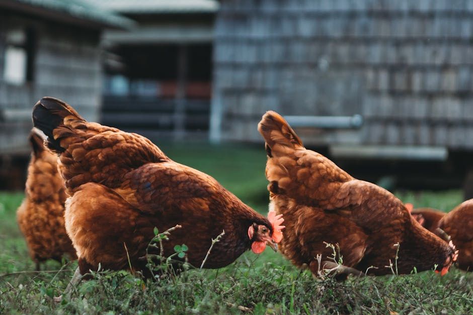 Backyard Poultry Starter Package — Farmer Surplus