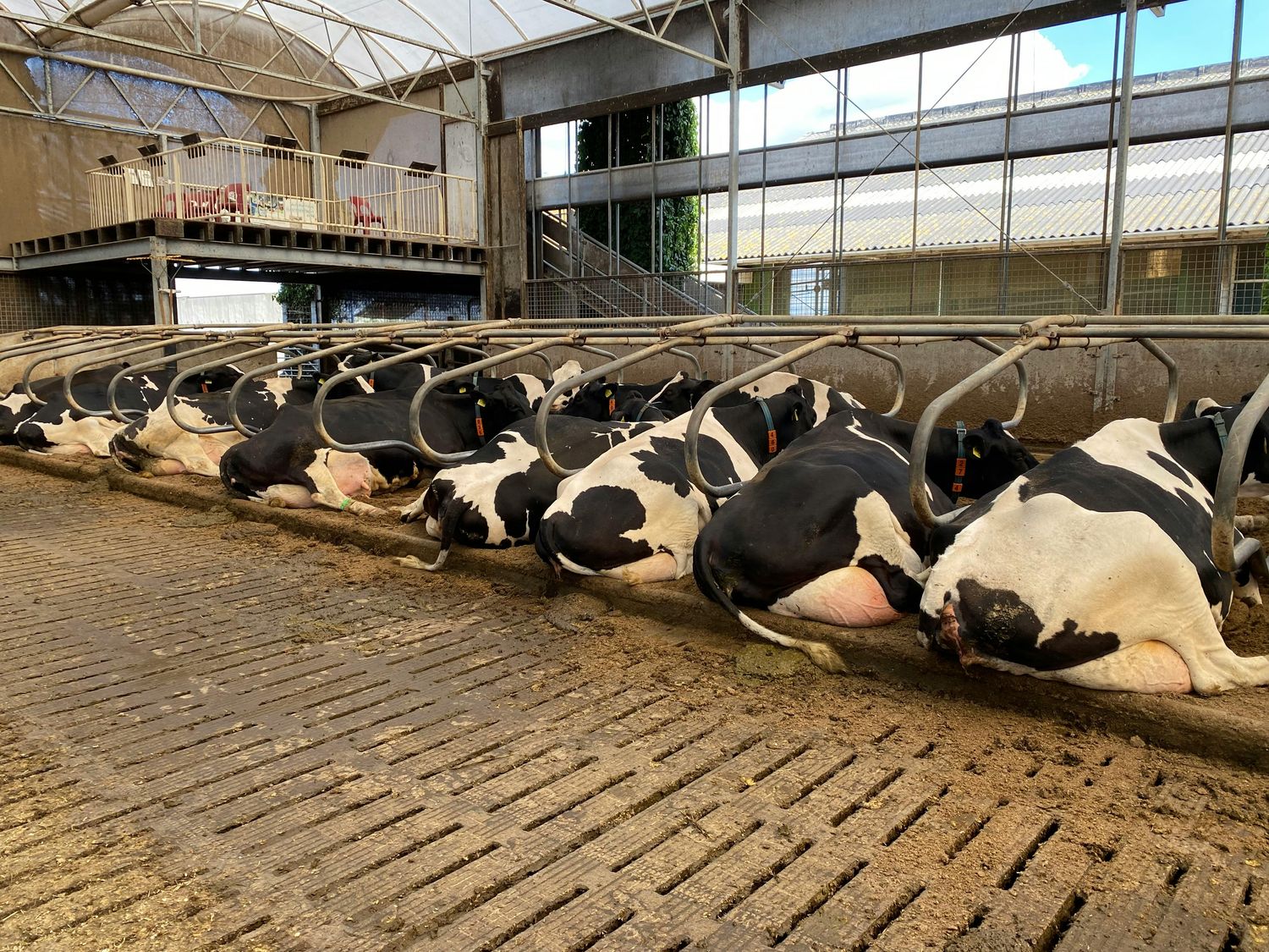 Stall Mat — Farmer Surplus